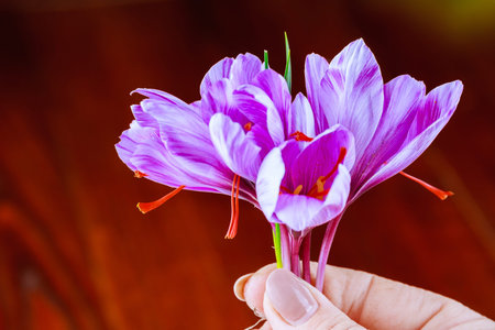 The process of separating the saffron strands from the rest of the flower. Preparing saffron threads...