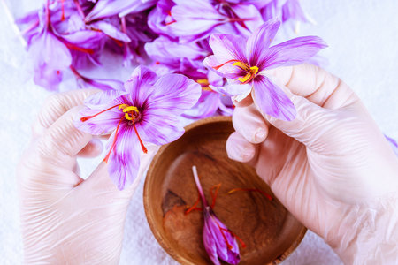 The process of separating the saffron strands from the rest of the flower. Preparing saffron threads for drying before using in cooking, cosmetology or medicine.の写真素材