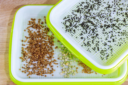 The process of planting seeds in microgreening trays. Germination of seeds. Growing microgreens.の写真素材