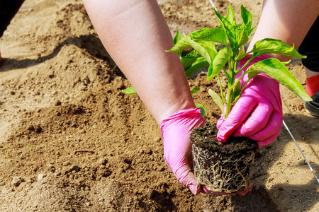 Growing vegetables. Planting sweet pepper seedlings in the ground. Ecology. Organic farming....