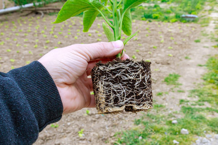 Green young seedlings of bell pepper planted in the spring in a greenhouse. Ecology. Organic...