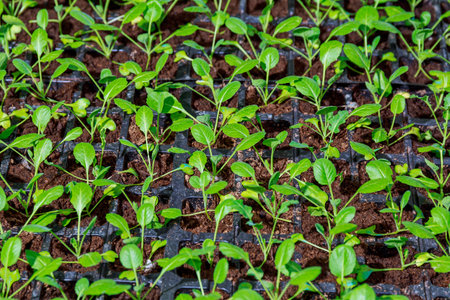 Organic farming, seedlings growing in greenhouse. Lots of cabbage seedlings in black plastic cassettes in the greenhouse.の写真素材
