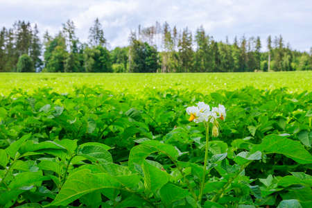 Potatoes are planted in rows on the field. Green foliage of potatoes. Growing potatoes in a large field. Flowering potato plants. Agricultural land. soft focusの写真素材