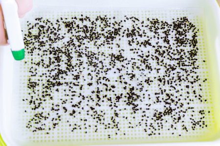 The process of planting seeds in microgreening trays. Germination of seeds. Growing microgreens.の写真素材