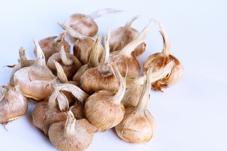 Crocus bulbs sativus on a white background. Bulbs for planting saffron, for getting the most...