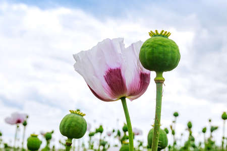 Big poppy field blooms white against blue skyの写真素材