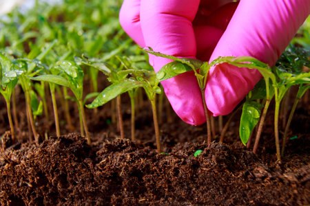 Transplanting seedlings. Transplanting young pepper seedlings for further growth. Gardening.