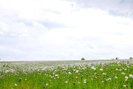 Big poppy field blooms white against blue skyの写真素材