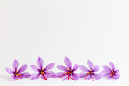 Saffron crocus flower on white background. Copyspace. Place for your text. Saffron flowers are laid...