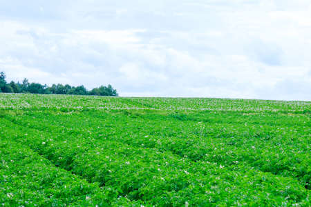 Potatoes are planted in rows on the field. Green foliage of potatoes. Growing potatoes in a large field. Flowering potato plants. Agricultural land. soft focusの写真素材
