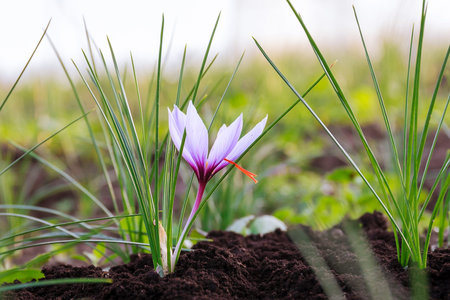Flowering saffron plant. Harvesting crocus flowers for the most expensive spice. Purple crocus flowers.の写真素材