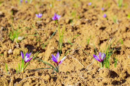 Flowering saffron plant. Harvesting crocus flowers for the most expensive spice. Purple crocus flowers.の写真素材