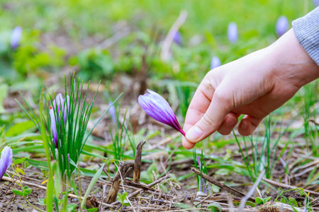 Saffron flowers on a saffron field during flowering.Woman picks saffron flowers.
