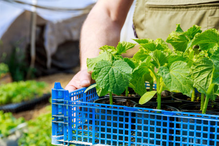 Planting cucumbers in the greenhouse. A farmer holds a box with a young healthy pickling plant.