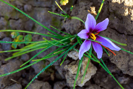 The blooming saffron flower is covered with gentle morning dew on the saffron field.の写真素材