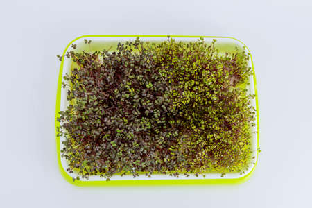 Microgreens are grown at home. Microgreens are able to grow without any stimulants. Helps cleanse the human body.の写真素材