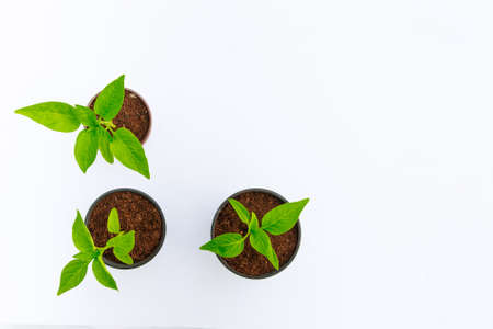 Three peppers planted in peat cups on a white background. Top view.の写真素材