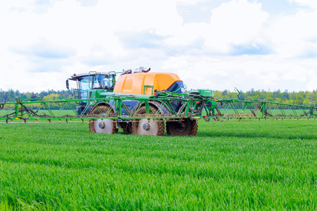A tractor drives through a field and processes wheat. The farmer will have a healthy harvest.