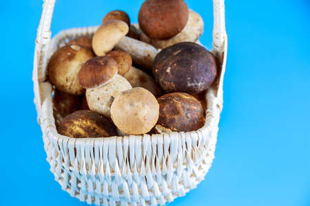 White mushrooms in a wicker basket on a blue background. White mushrooms grow in coniferous and beech forests.の写真素材