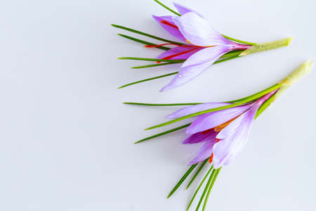 Saffron crocuses lie on a white background. Place for text. Beautiful saffron flower.の写真素材