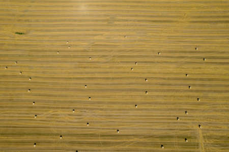 Many bales of straw are scattered over the golden field. Photo from a drone. Pressed straw for transportation. View from above.の写真素材