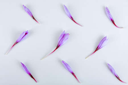 Saffron flower in buds on a white background. The most expensive spice from crocus flower receivers. Three stigmas in each bud. View from above.の写真素材