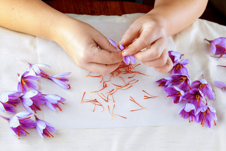 The stamens of the girls hand are torn off from the saffron crocuses.の写真素材