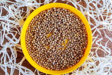 Seeds of microgreen red radish. Preparation for sowing.の写真素材