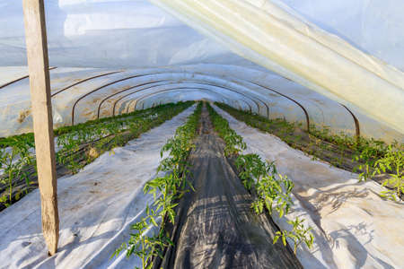 Tomatoes are planted in rows in a greenhouse. The soil is lined with agrofiber to prevent weeds from growing. Growing vegetables.の写真素材