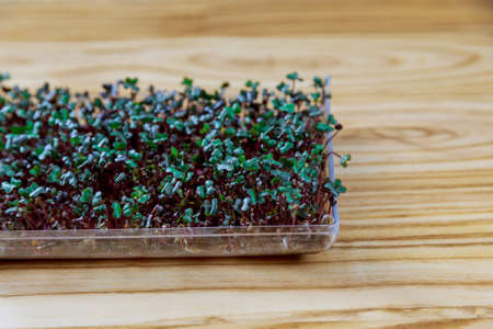 Microgreen seedlings on a wooden table. Healthy Eating. Multivitamin product.の写真素材
