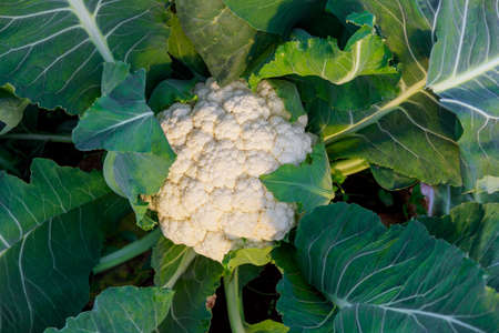 Cauliflower grows in organic soil in a greenhouse on a vegetable plot. Head of cauliflower in natural conditions, close up.の写真素材