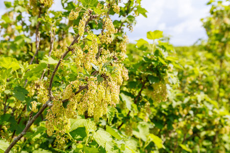 Flowering currants on the plantation. Panoramic view of the fruit plantation. Rich harvest concept....