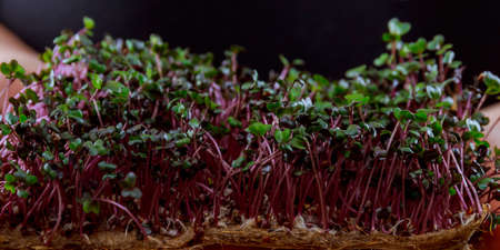 The girl holds in her hands sprouted microgreens on a linen mat, microgreens grown at home.の写真素材