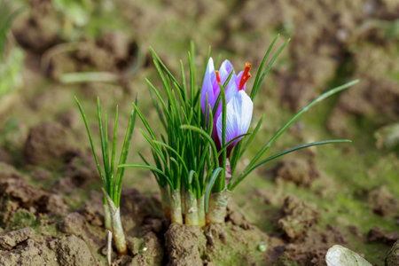 Beautiful flowers, purple saffron crocuses. Flowering of the first snowdrops. Top view. Certificate. Landscape.の写真素材