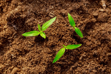 Pepper seedlings are grown in peat .. Transplanting plants into fertile soil.の写真素材