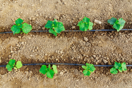 Cucumbers are grown in a greenhouse, and a drip irrigation system is used to water the cucumbers. Growing vegetables. View from above.の写真素材
