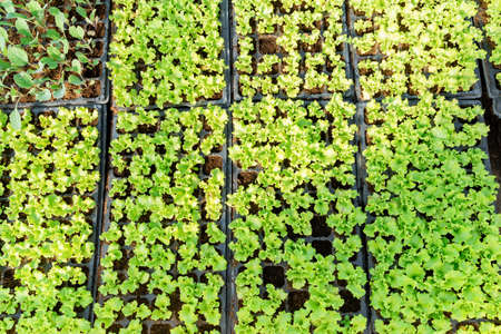 Lettuce and cabbage seedlings in cassettes for growing in greenhouses. Growing vegetables in greenhouses in early spring. View from above.の写真素材