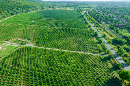 Large field with hazel bushes which are planted in straight rows near the road and railway. Dense green forest near the field with hazelnuts.の写真素材