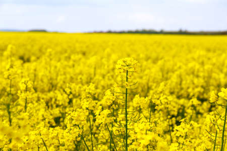 Rapeseed flower on a background of yellow rapeseed field under the blue sky.の写真素材