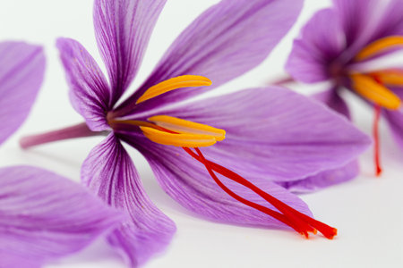 Saffron flower on white background close up. Red stamens of crocus sativus are suitable for spices.の写真素材