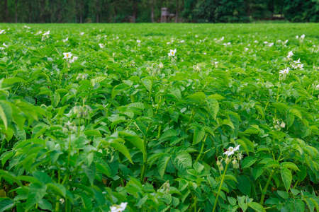 The potato field is in bloom. Green potato stalks. Plantation. Growing vegetables.の写真素材