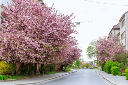 5 May 2021 Uzhhorod Ukraine: Sakura blossoms with pink flowers near houses in the city. Pink beauties.のeditorial素材