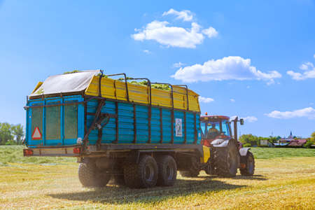 A red tractor with a blue big trailer carries silage from the field. Agricultural work.の写真素材