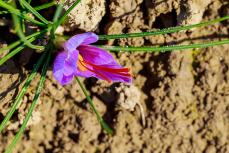 The morning dew covered the saffron crocus with drops of water. Expensive spice on the world market.