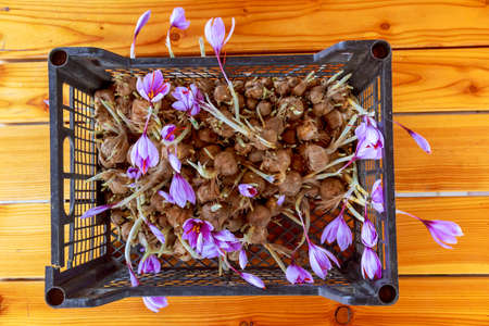 Saffron crocuses bloomed without planting right in the box. Late planting of crocus bulbs. Autumn flowering crocuses.の写真素材