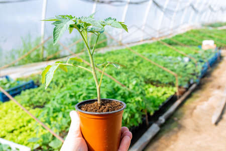 A man holds in his hand in a plastic pot tomato seedlings in a greenhouse on the background of seedlings. Green vegetable seedlings in a greenhouse.の写真素材