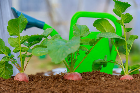 Three red radishes grow in the soil on a background of green watering can. Round red radish with green leaves. agriculture.の写真素材