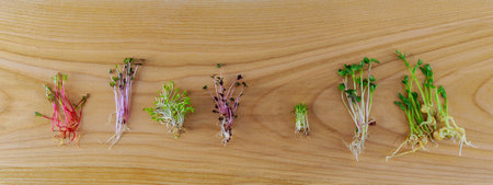 Microgreens of green cabbage and red beets and peas and radishes with roots on a wooden background....