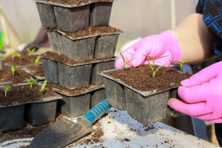 A woman in pink gloves holds a transplanted pepper seedling in a plastic cassette. Greenhouse work...