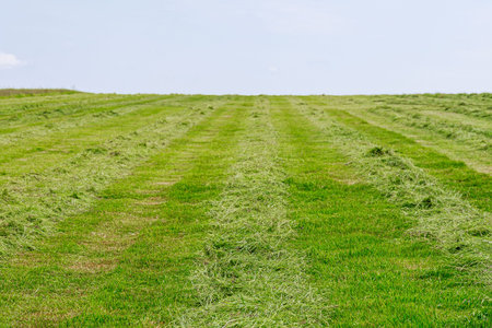 Mowed green grass lies in shafts on a large field. Background of green grass under blue sky.